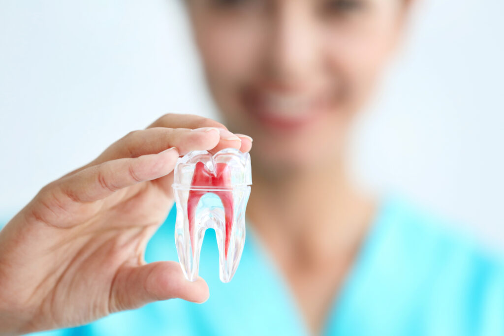 Young female dentist holding tooth model