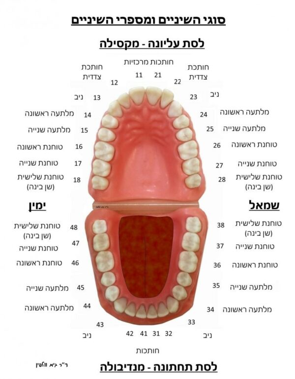 ארכיון ציבורי - ההסתדרות לרפואת שיניים בישראל