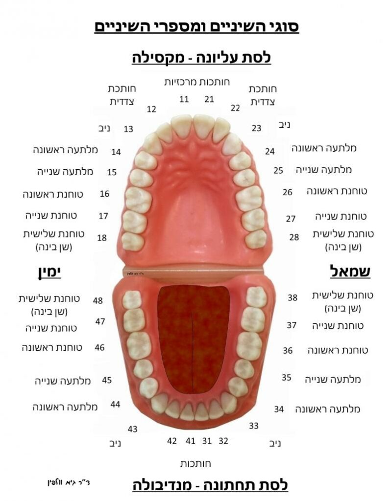 מאמר סוגי השיניים ומספרי השיניים