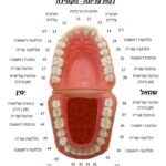 סוגי השיניים, מספרי השיניים