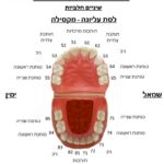 שיניים חלביות - סוגים ומספרים