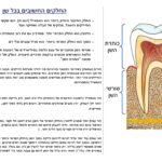 איך בכלל בנויה שן? מהם חלקי השן השונים? - ד"ר גיא וולפין