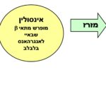 סוכרת גלוקוז איסולין